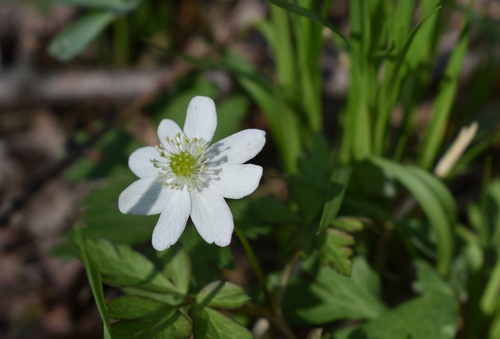 Anemone amurensis, photograph 5