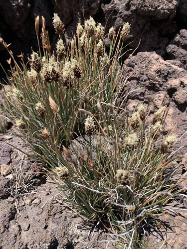 Carex breweri observed 2026-08-12