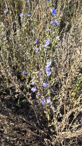 chicory