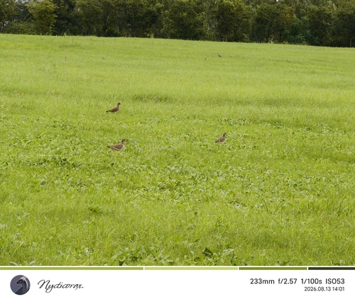 Grey-headed Lapwing