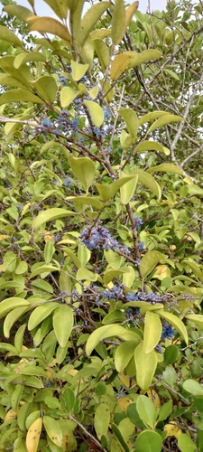 Memecylon umbellatum observed 2026-07-27