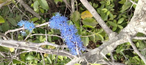 Memecylon umbellatum observed 2026-07-27