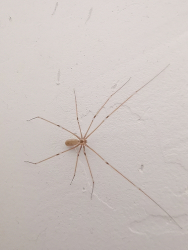 Long-bodied Cellar Spider