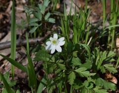 Anemonoides amurensis