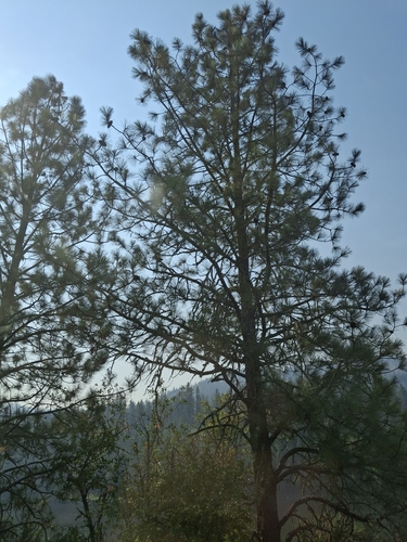 North Plateau Ponderosa Pine