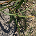Acacia cyanophylla