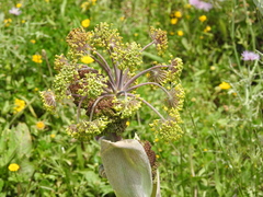 Ferula communis