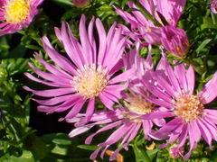 Symphyotrichum laeve laeve