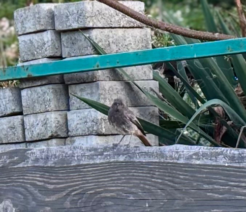Black Redstart