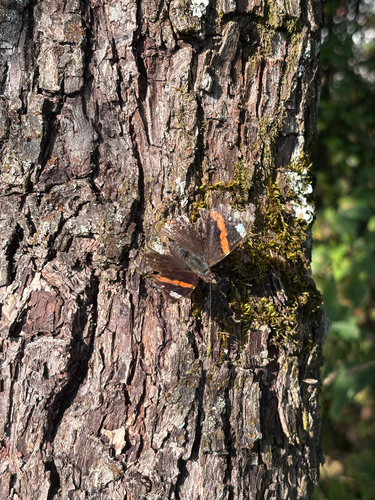 Red Admiral