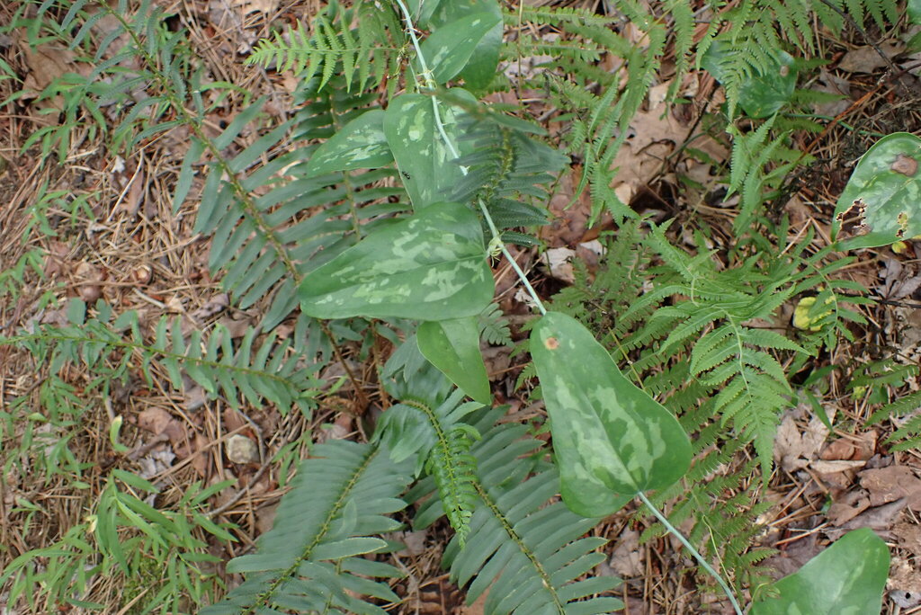 Smilax glauca; photograph (c) Cecil Smith, some rights reserved (CC BY)