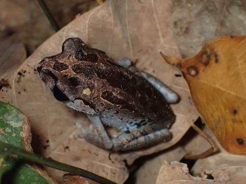Leptobrachium nigrops observed 2026-07-04