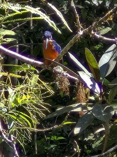 Azure Kingfisher