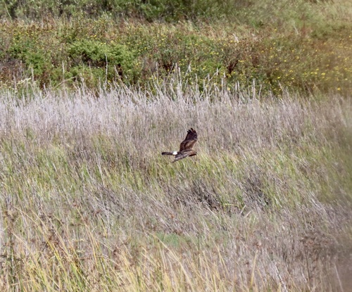 Northern Harrier observed by geodani