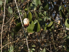 Pristimera longipetiolata