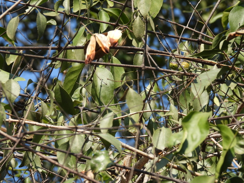 Pristimera longipetiolata, photograph 2