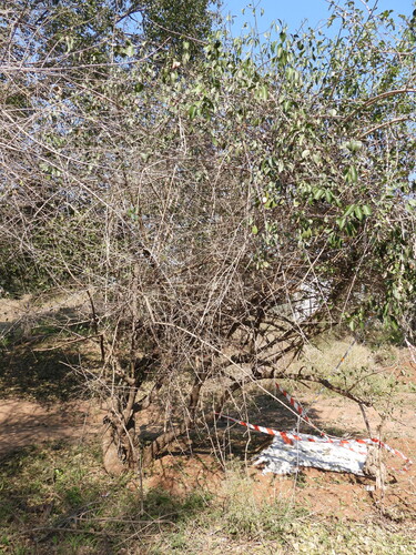 Pristimera longipetiolata, photograph 1