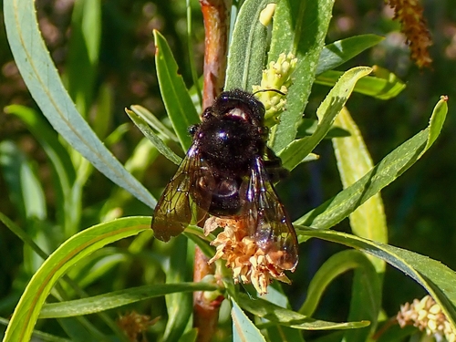 iNaturalist observation photo of Horse-fly Carpenter Bee