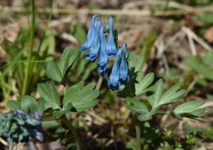 Corydalis turtschaninovii