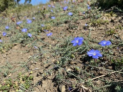 Linum leonii