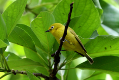 Zosterops anderssoni