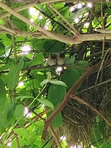 Scaly-breasted Munia