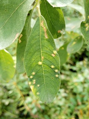 Iteomyia capreae
