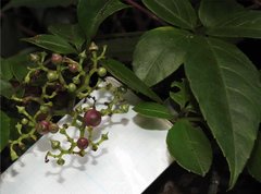 Causonis japonica