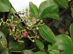 Causonis japonica