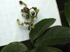 Causonis japonica