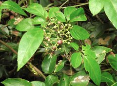 Causonis japonica