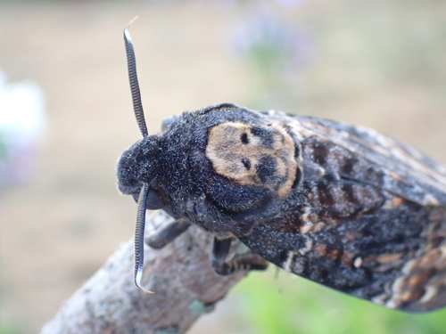 Death's Head Hawkmoth photo 5