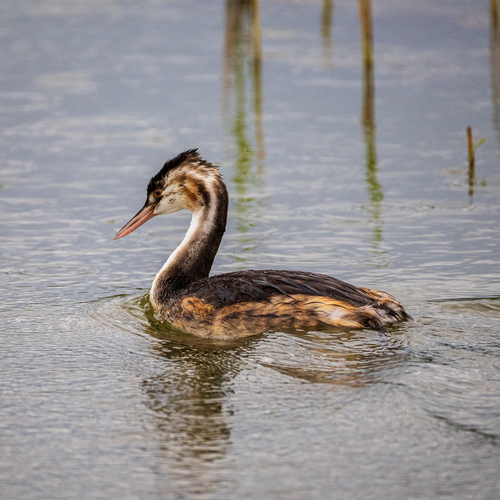 Great Crested Grebe