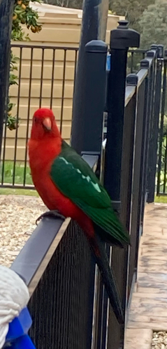 Australian King Parrot