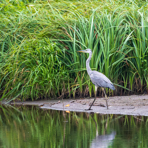 Grey Heron