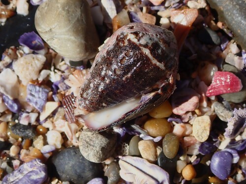 Conus chaldeus observed 2026-08-13