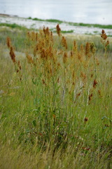 Rumex stenophyllus
