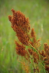 Rumex stenophyllus