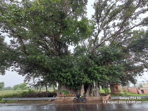 Indian banyan