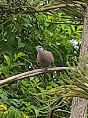 Red Collared-Dove