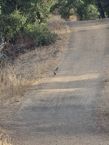 California Quail observed by aishwarya7