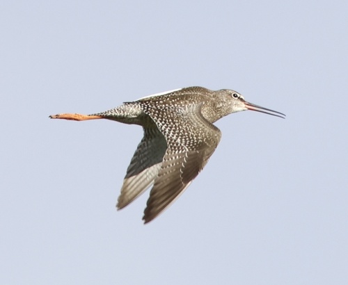 Chevalier arlequin