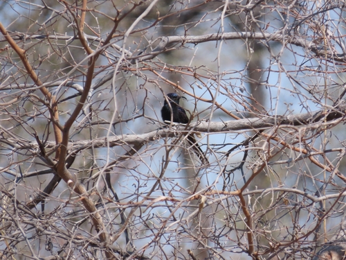 Common Scimitarbill