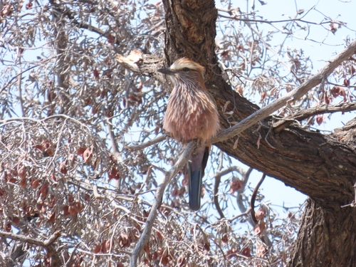 Purple Roller