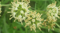 Hymenopappus