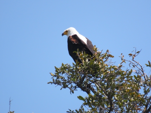 African Fish-Eagle