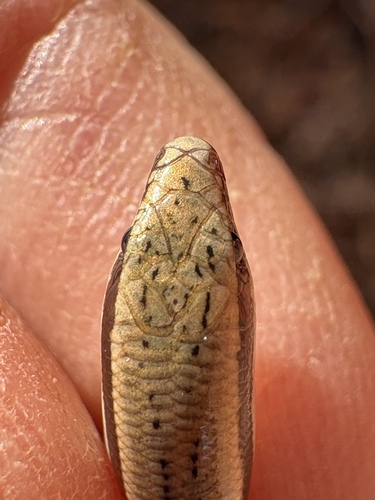 Lerista distinguenda, 2026-08-06