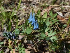 Corydalis turtschaninovii