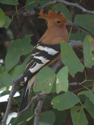 Common Hoopoe