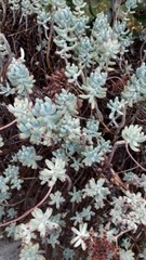 Sedum pachyphyllum